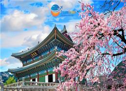 Tour Du Lịch Hàn Quốc Mùa Hoa Anh Đào 2026